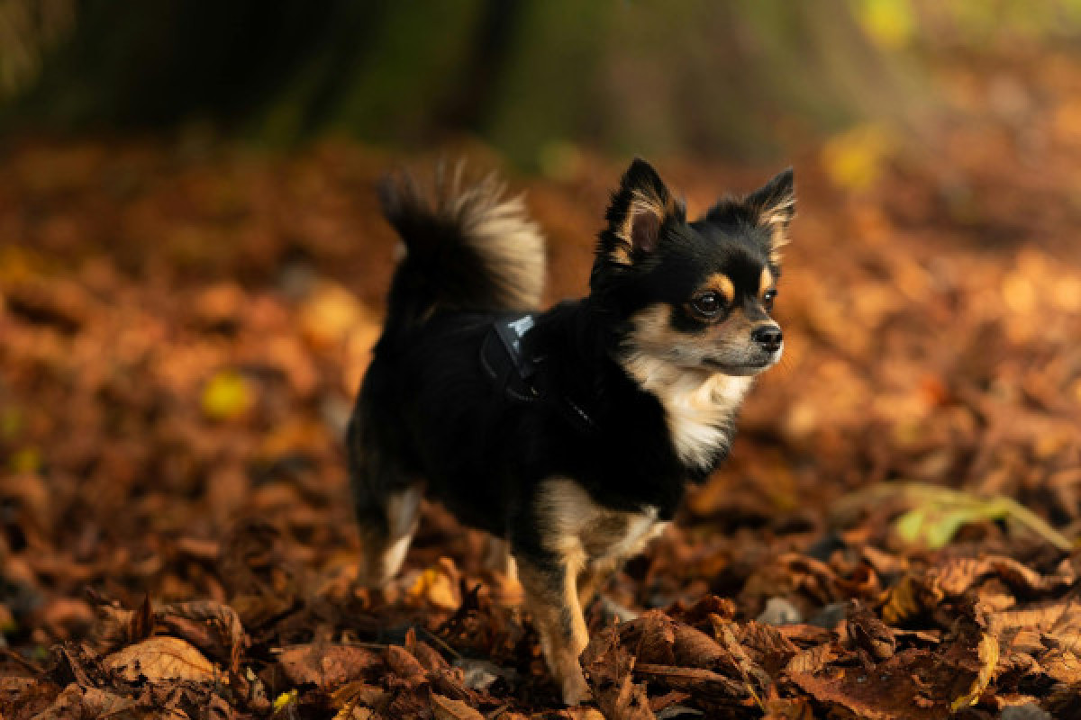 Chihuahua in het bos